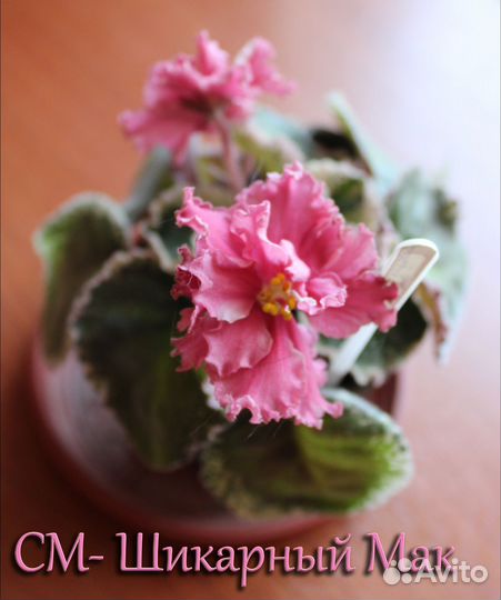 Укорененные листья сортовой фиалки