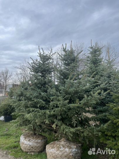 Ель Голубая Глаука