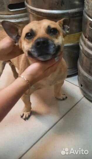 Собаки бесплатно в добрые руки