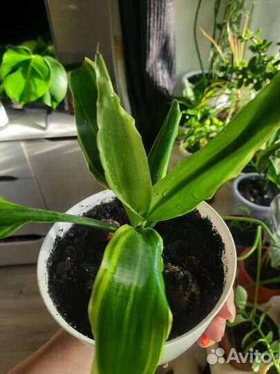 Комнатные растения (драцена )