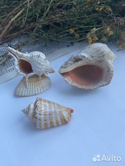 Морские ракушки