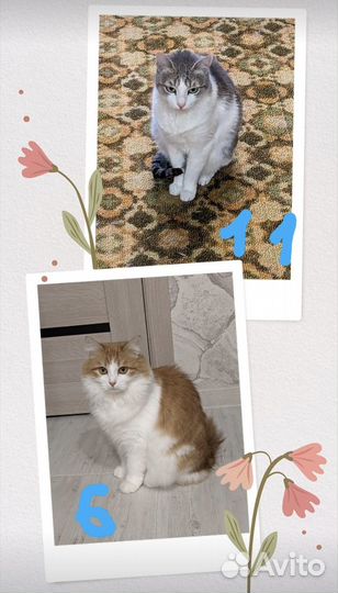 Кошечки ждут хозяев