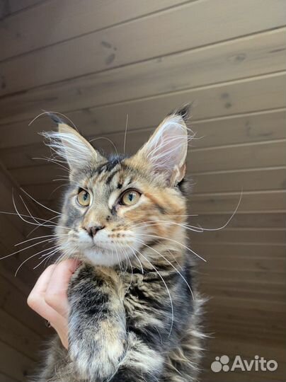 Котенок мейн-кун