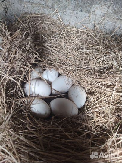 Инкубационные яйцо гусей