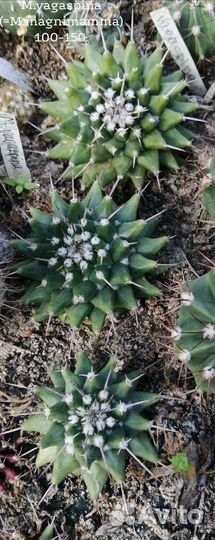 Кактусы и суккуленты