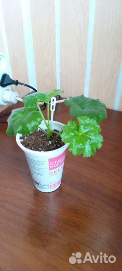 Тюльпановидная пеларгония Red Pandora