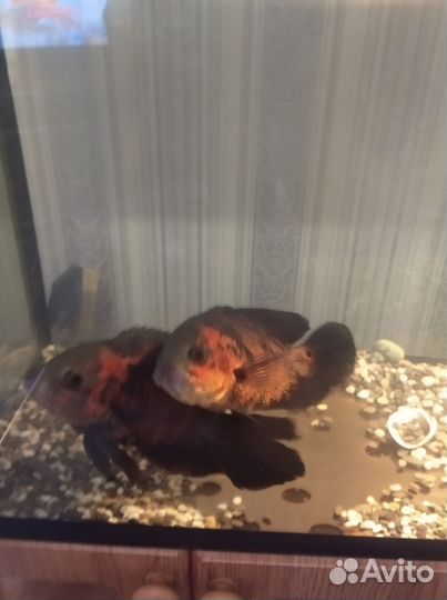 Аквариум в сборе