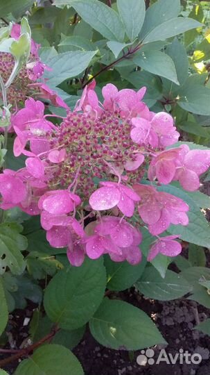 Декоративные кустарники