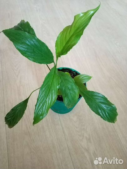 Комнатные цветы