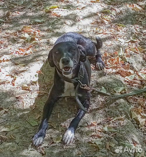 Красавица Нонна ищет дом, собака бесплатно