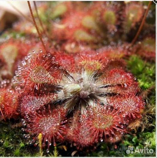 Росянка промежуточная семена