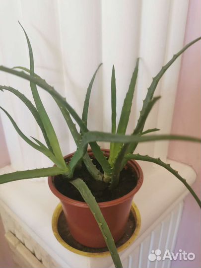 Комнатные цветы Золотой ус, Алоэ для здоровья