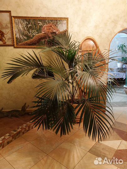 Пальма веерная