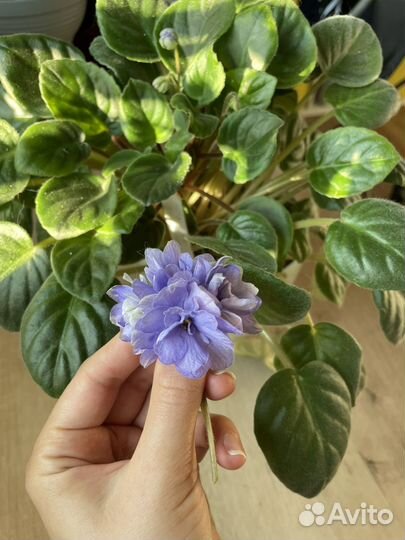 Фиалка сортовая ле -Кудрявый хмель