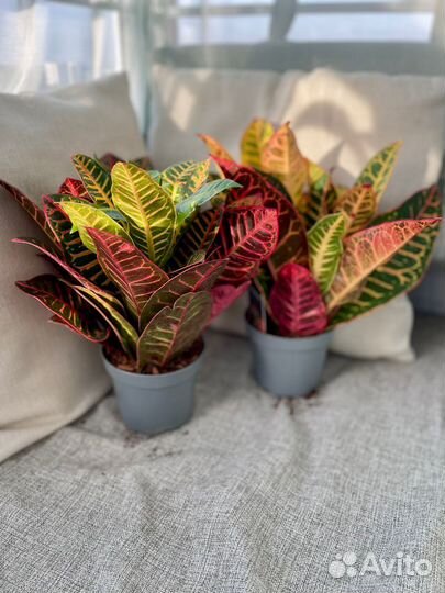 Кротон или кодиум