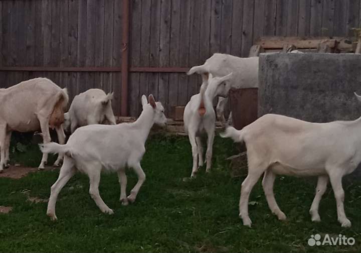 Козлушки заанонубийские