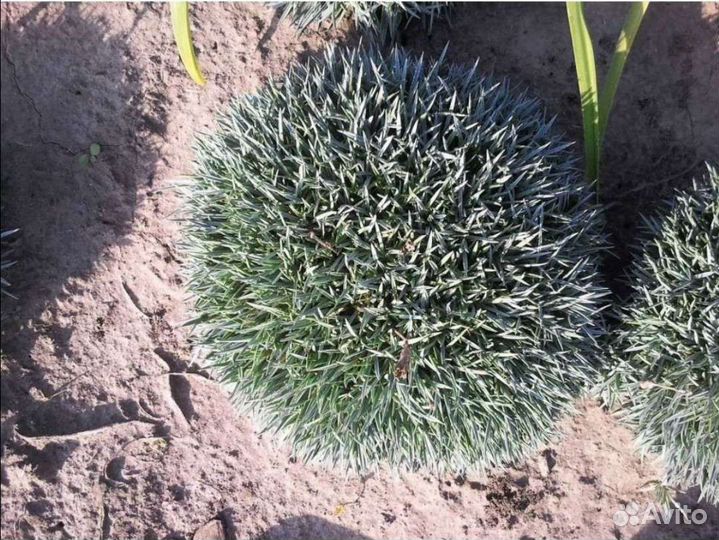 Альпийская гвоздика