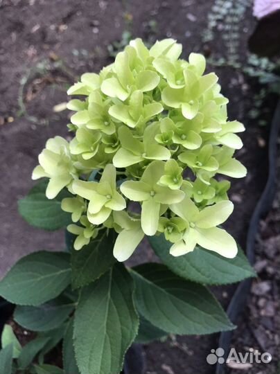 Растения для сада