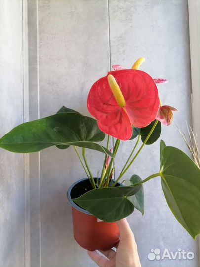 Антуриум красный