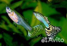 Аквариумные рыбки гуппи