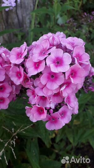 Флоксы многолетние(мелкоцветковые)