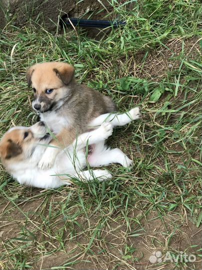 Отдам в добрые руки