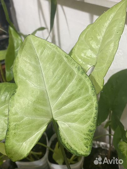 Сингониум и хлорофитум