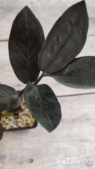 Замиокулькас черный равен