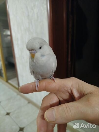 Попугаи ввп чех