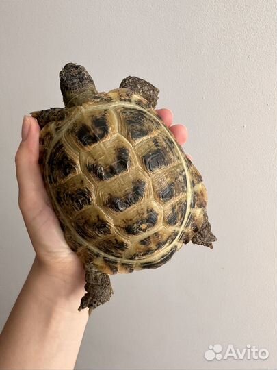Черепаха сухопутная москва