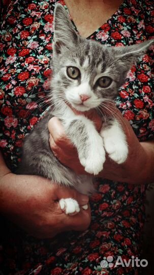 Котëнок в дар