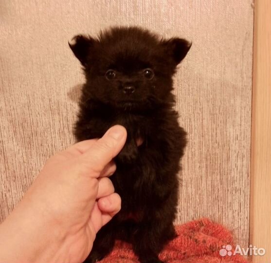 Собака мини шпиц