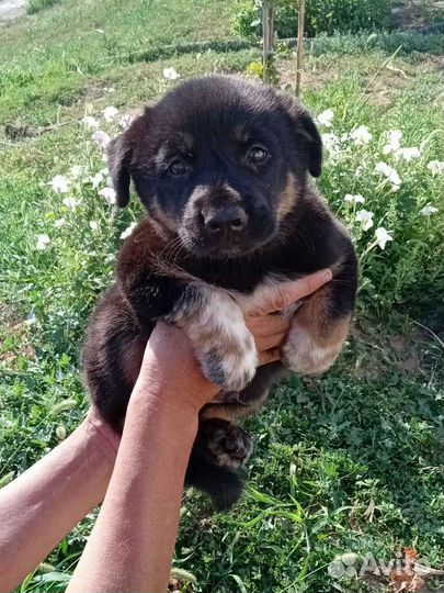 Собака в добрые руки отдам бесплатно