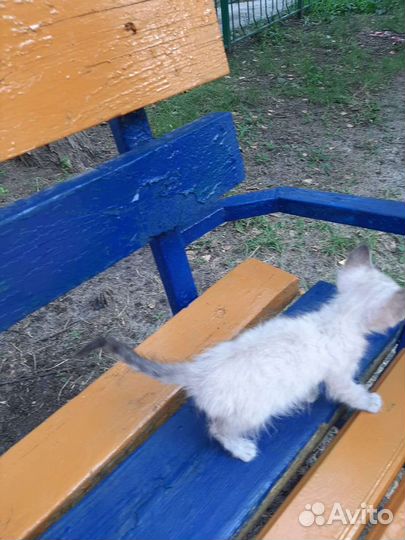 Найден сиамский котенок