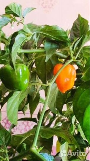 Семена острого перца