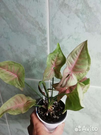 Сингониумы