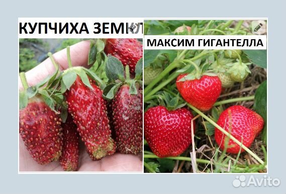 Рассада клубники