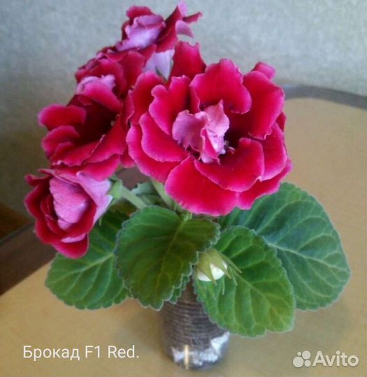 Глоксинии сортовые