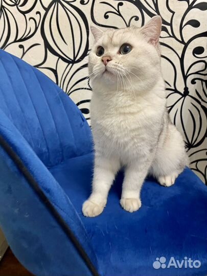 Шотландский кот вязка