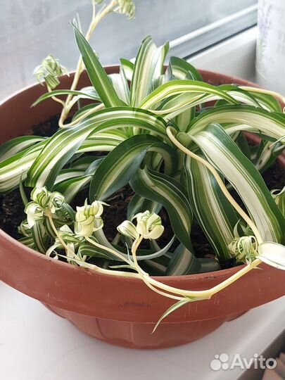 Хлорофитум кудрявый