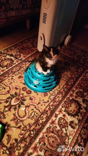 Котята метисы