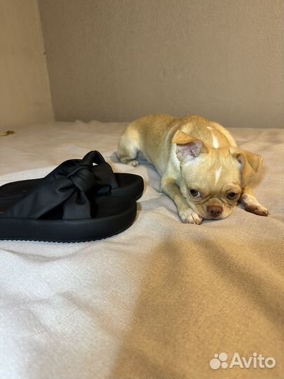 Шлепанцы женские