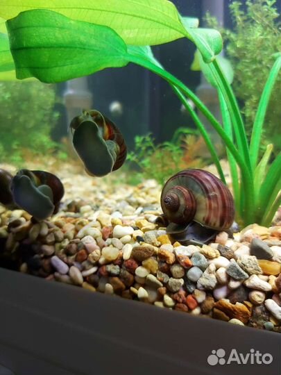 Чёрная ампулярия 