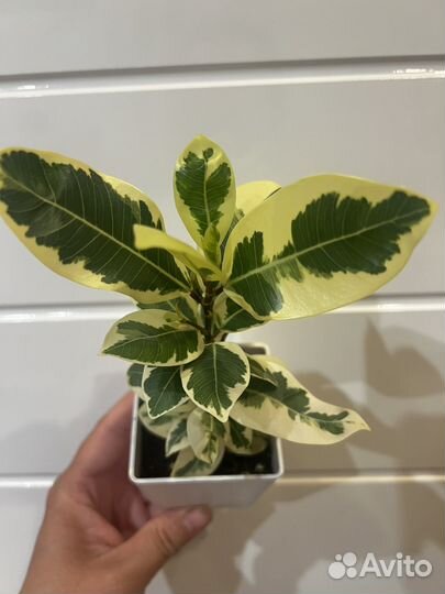 Фикус Альбомаргината