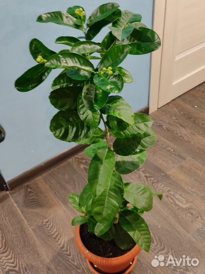 Цветущий лимон Пандероза. Плодоносящее лимонное