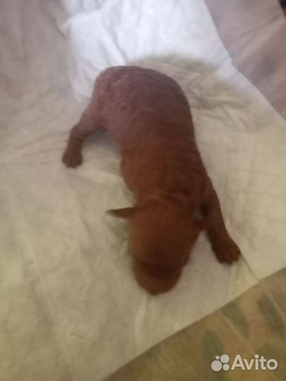 Той-пудель мальчик