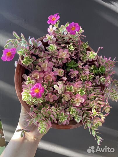 Портулак Ханна мистерия. Комнатный