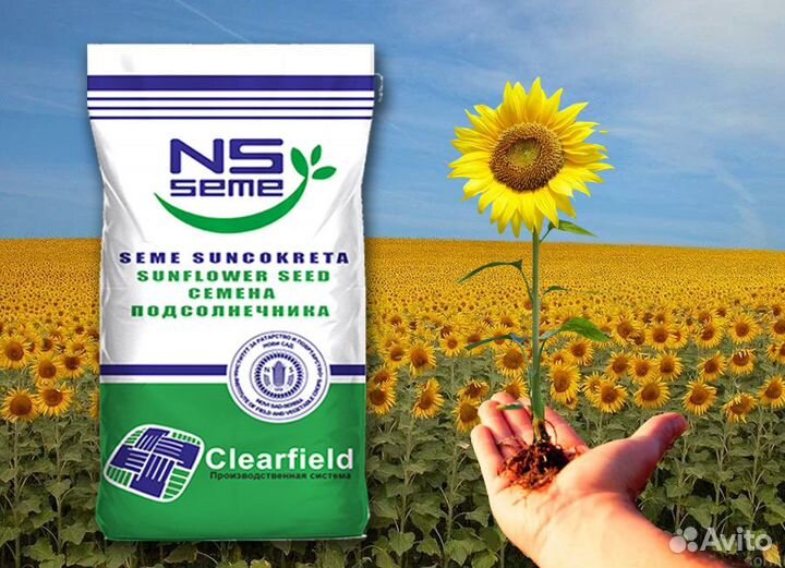 Гибриды семена подсолнечника нсх 6009 Евролайтинг