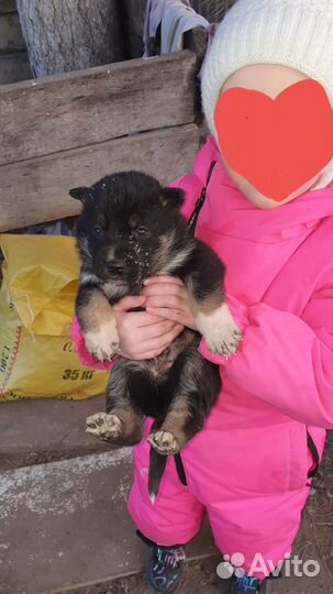 Отдам в добрые руки щенки