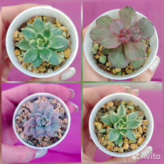 Суккуленты